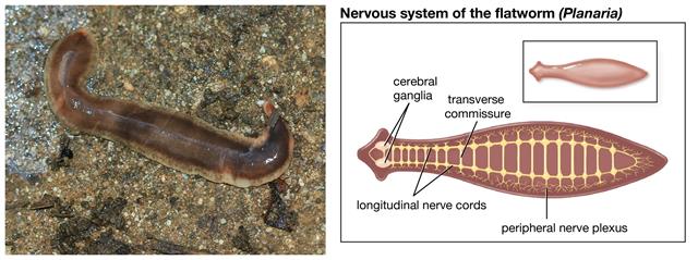 Nervous system in different organisms I — lesson. Science CBSE, Class 10.