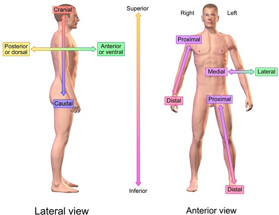 Blausen0019AnatomicalDirectionalReferences.png