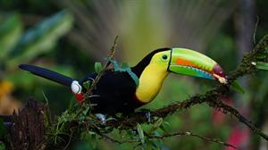 toucan-1021048_960_720.jpg