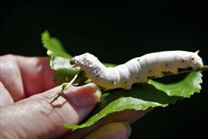 silkworm-g074e9c3b0_1920.jpg