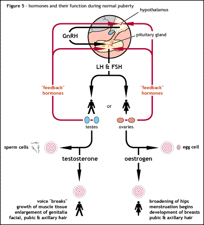 Flow_diagram_showing_normal_hormonal_control_of_puberty (1).gif