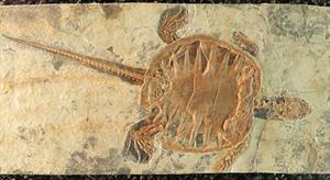 800px-Unidentified_fossil_turtle_-_Naturmuseum_Senckenberg_-_DSC02218.jpg