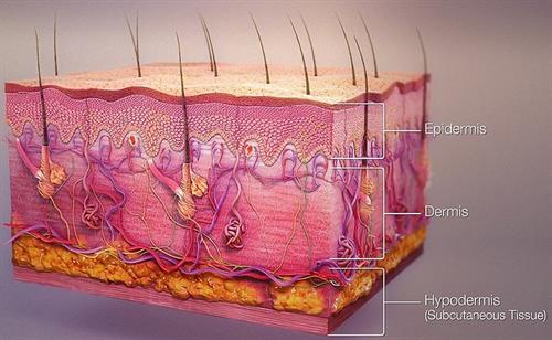 3D_medical_animation_skin_layers.jpg