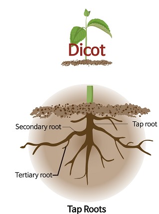 dicot root final.jpg
