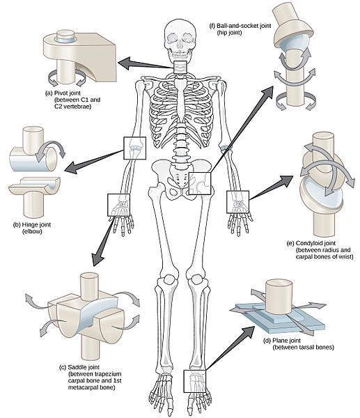 Joints and their types — lesson. Science State Board, Class 8.