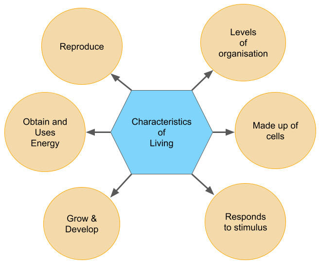 An Introduction To Life Process — Lesson Science Cbse Class 10