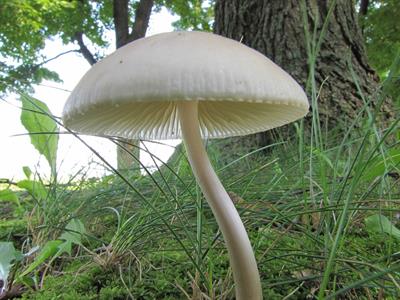 mushroom-1374048_1280.jpg
