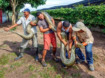 Anaconda - South America - Yaclass.jpg