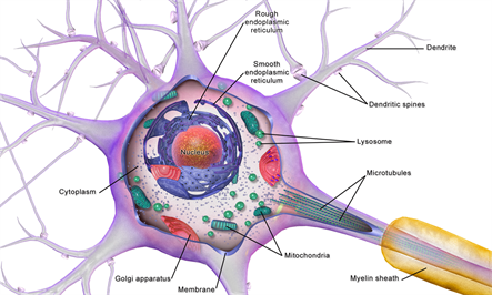 Neuron_Cell_Body.png
