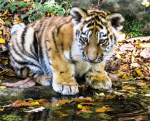 tiger cub 2020-12-21 164600.png