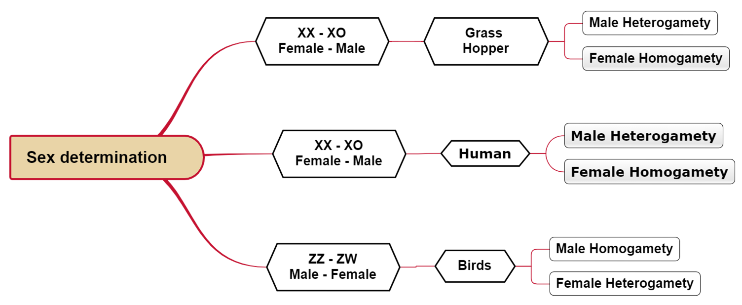 Mindmap Lesson Science Cbse Class The Best Porn Website