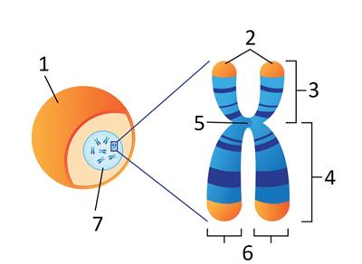 structure of chromosome.jpg