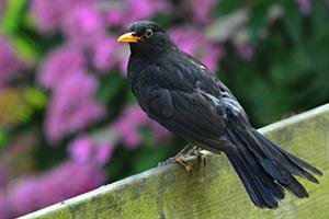 blackbird-pix.jpg
