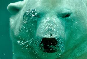 polar-bear1.jpg