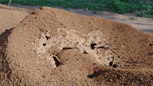 anthill-2699016_960_720.jpg