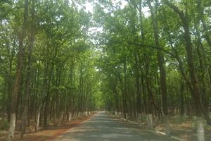 Sal_(Shorea_robusta)_forests_as_avenue.jpg