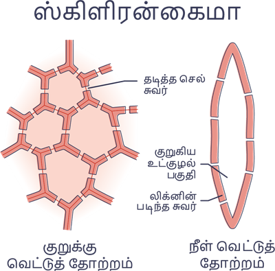 YCIND03062022_3830_Organisation_of_tissues_TM_9th_5.png