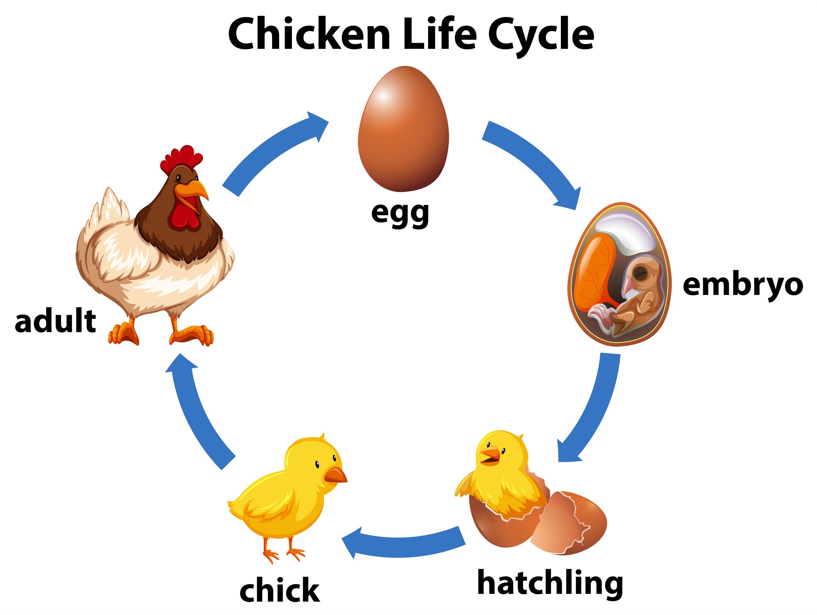 Viviparous and Oviparous animals — lesson. Science CBSE, Class 8.