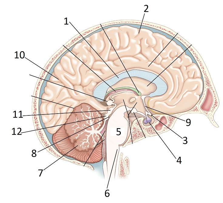 Human brain — task. Science CBSE, Class 10.