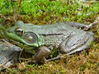 Male_Green_Frog_-_Hunterdon_County,_NJ.jpg