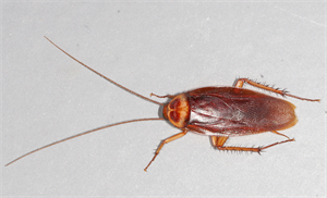 800px-American-cockroach_mirror.png