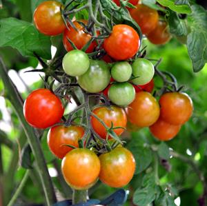 tomato-shrub-2101850_1920.jpg