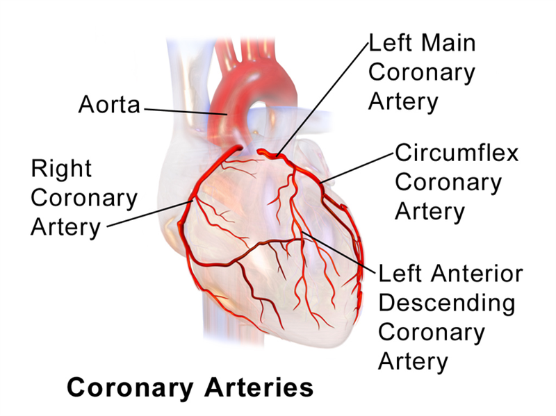 Circulation of blood in heart — lesson. Science State Board, Class 10.