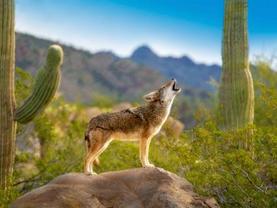 Coyote - North America - Yaclass.jpg