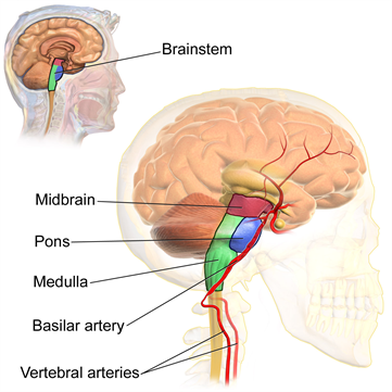 Blausen_0114_BrainstemAnatomy.png