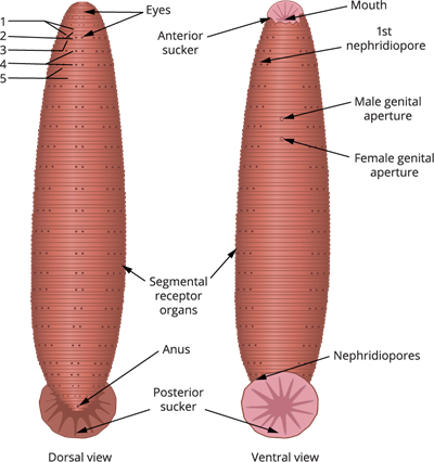 leech external anatomy