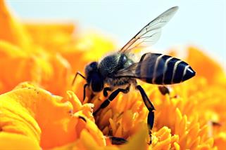 honeybee-3999664_1280.jpg
