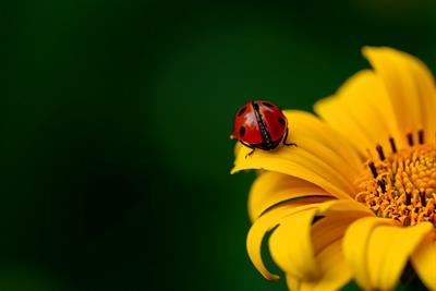 ladybug-3475779_1920.jpg