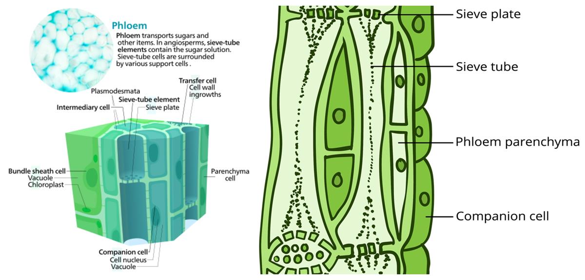 Complex permanent tissue - Phloem — lesson. Science State Board, Class 9.