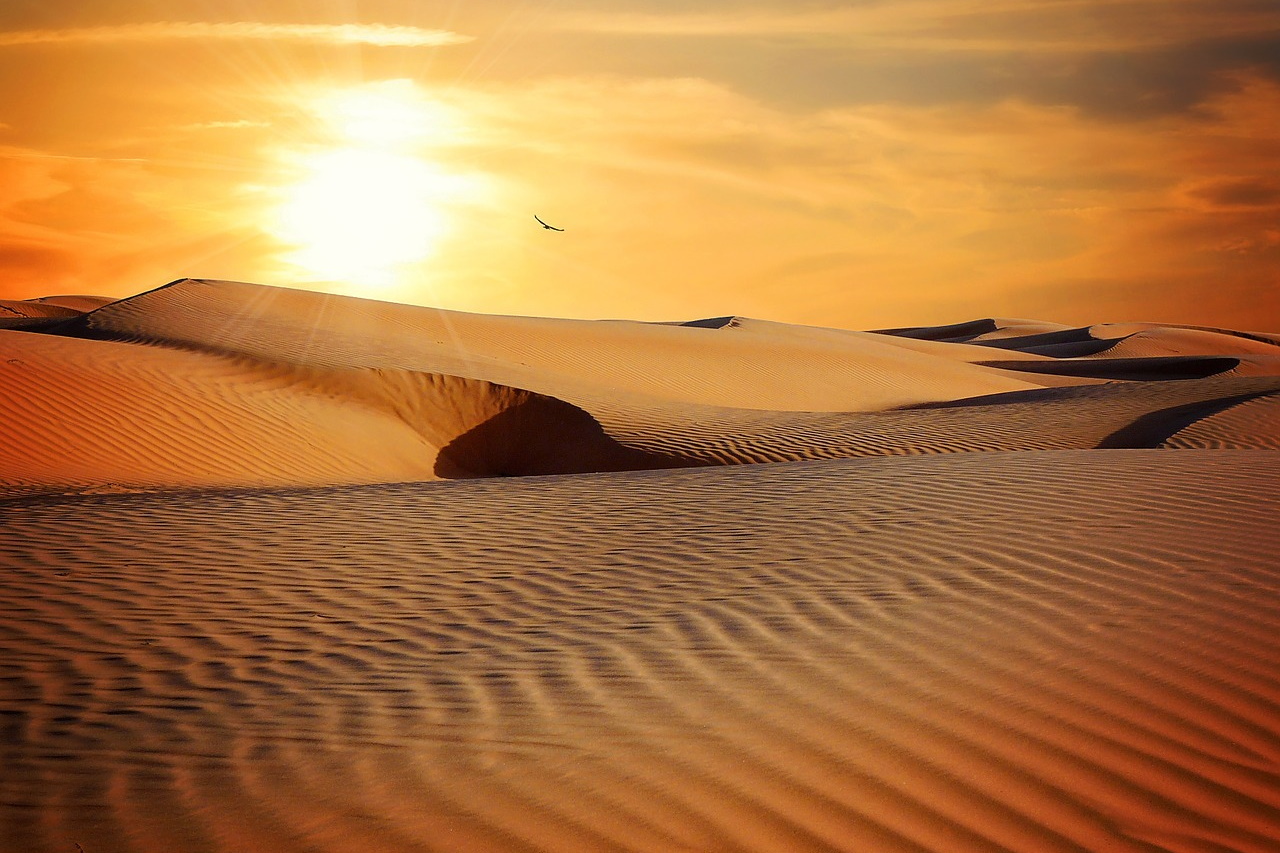 Biotic and abiotic factors — lesson. Science State Board, Class 6.