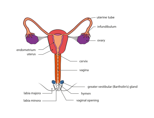 512px-Female_genital_system_-_Front_view_1.svg.png