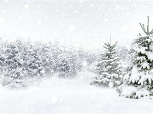 Shutterstock_519867163_fir trees in snow_apsnigušas egles.jpg