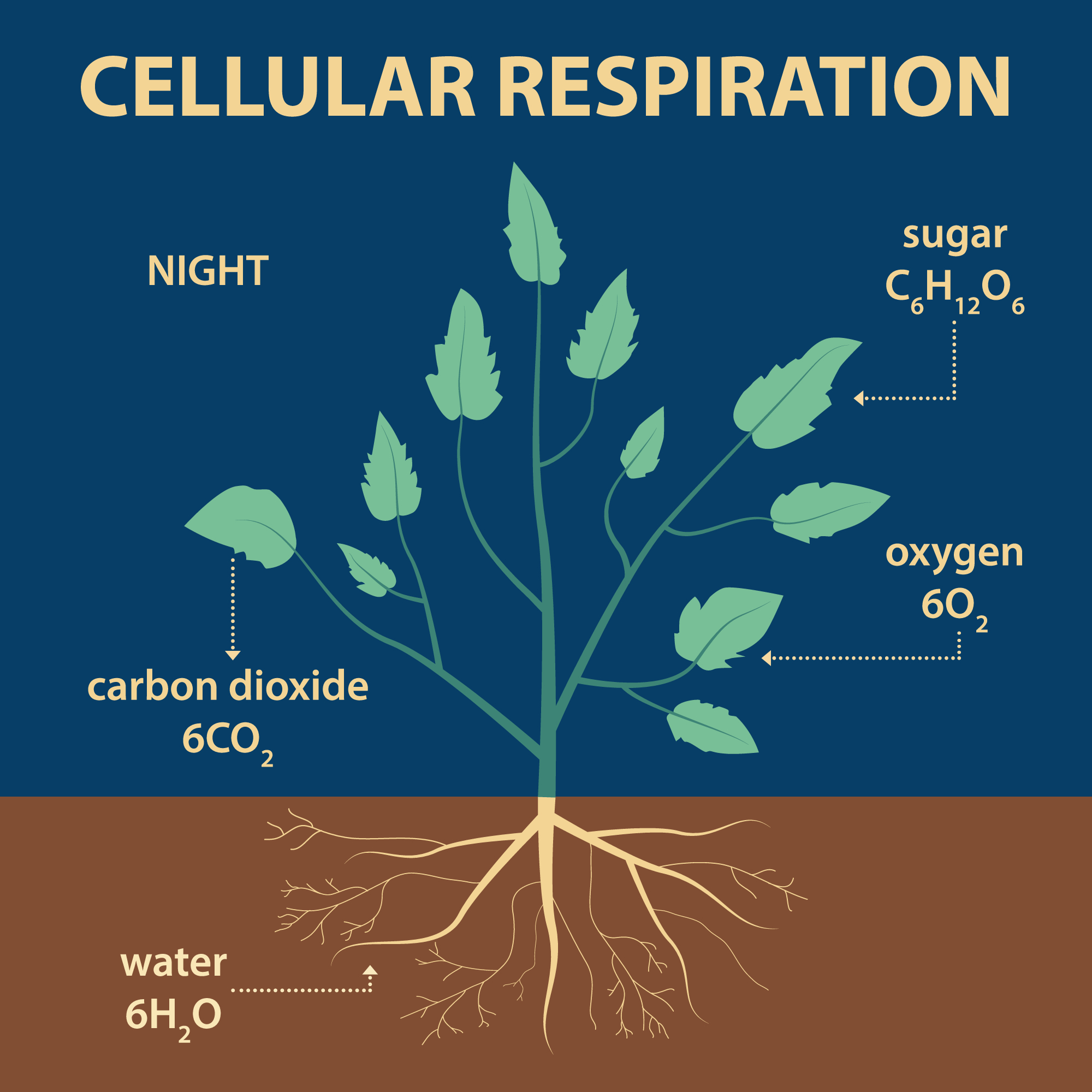 The process of respiration in plants — lesson. Science CBSE, Class 7.