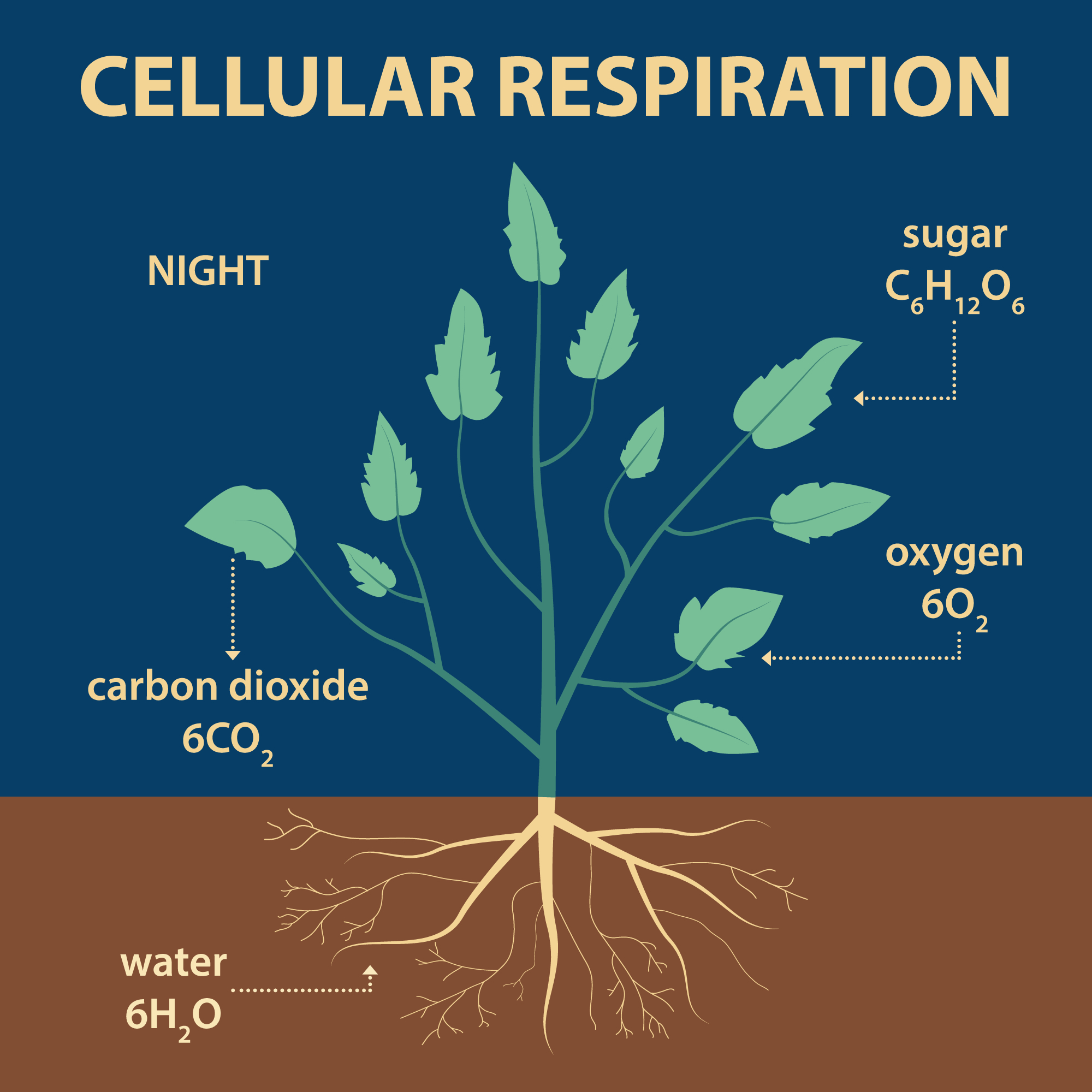 oxygen consumption during respiration in plant experiment stpm