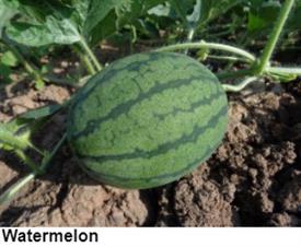 watermelon.jpg