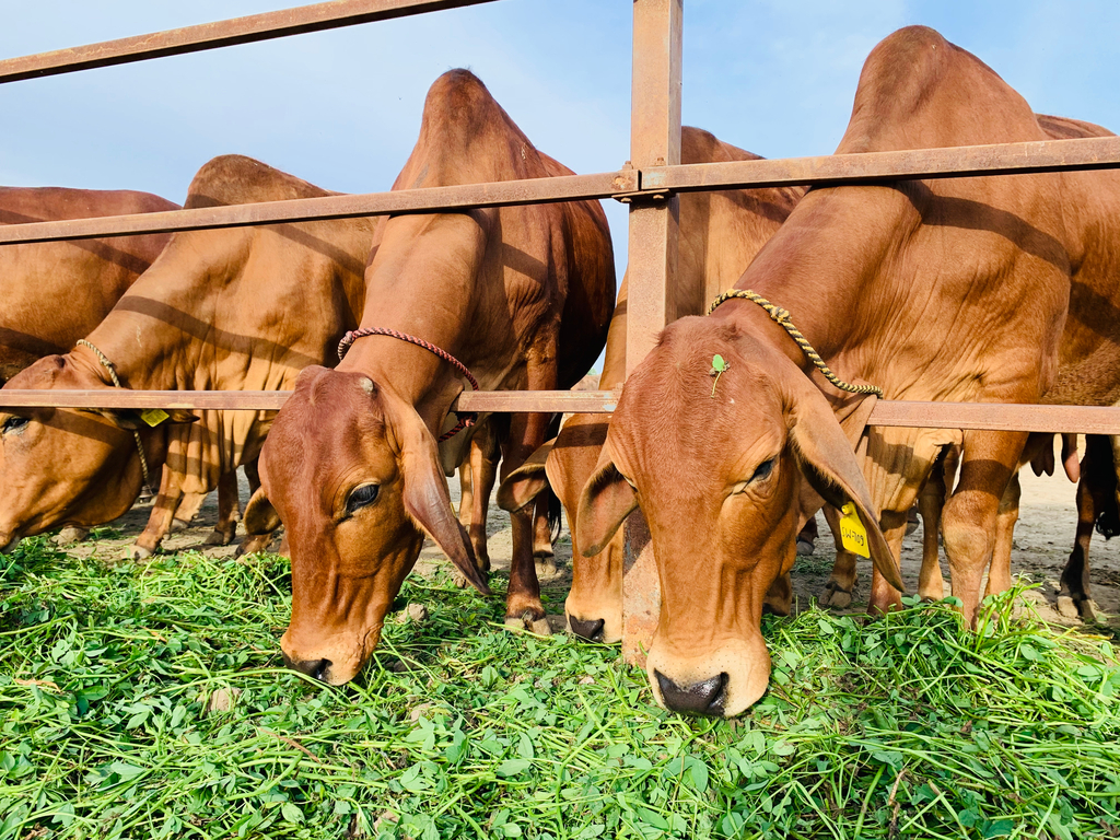 Introduction to animal husbandry — lesson. Science CBSE, Class 9.