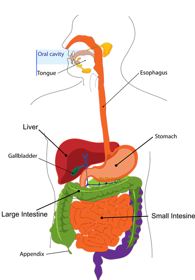 digestion-303364_1280.png