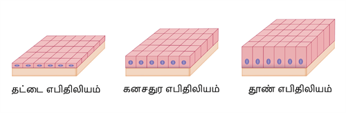 YCIND03062022_3830_Organisation_of_tissues_TM_9th_9.png