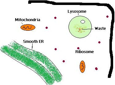 Lysosome21.jpg