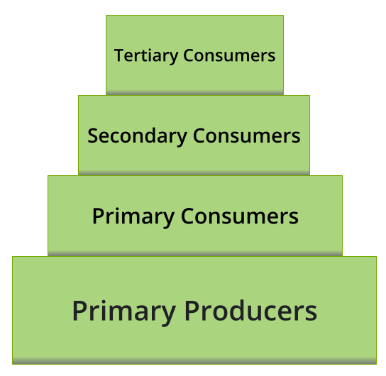 Ecological pyramids — lesson. Science CBSE, Class 10.