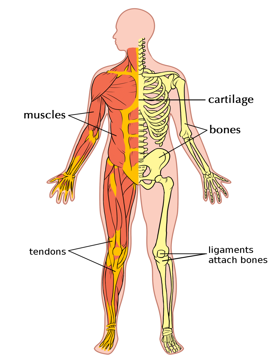 diseases-lesson-science-state-board-class-7