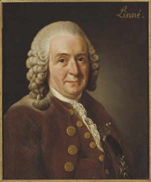 lossy-page1-1200px-Carl_von_Linné,_1707-1778,_botanist,_professor_(Alexander_Roslin)_-_Nationalmuseum_-_15723.tif.jpg