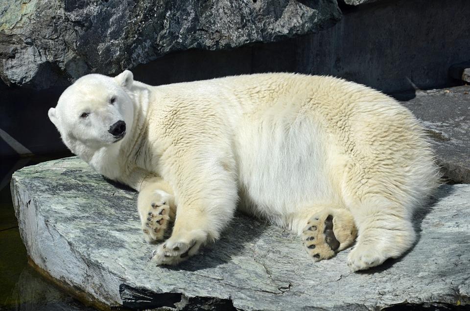 Examples of aestivation, hibernation, adaptations in polar bear and ...