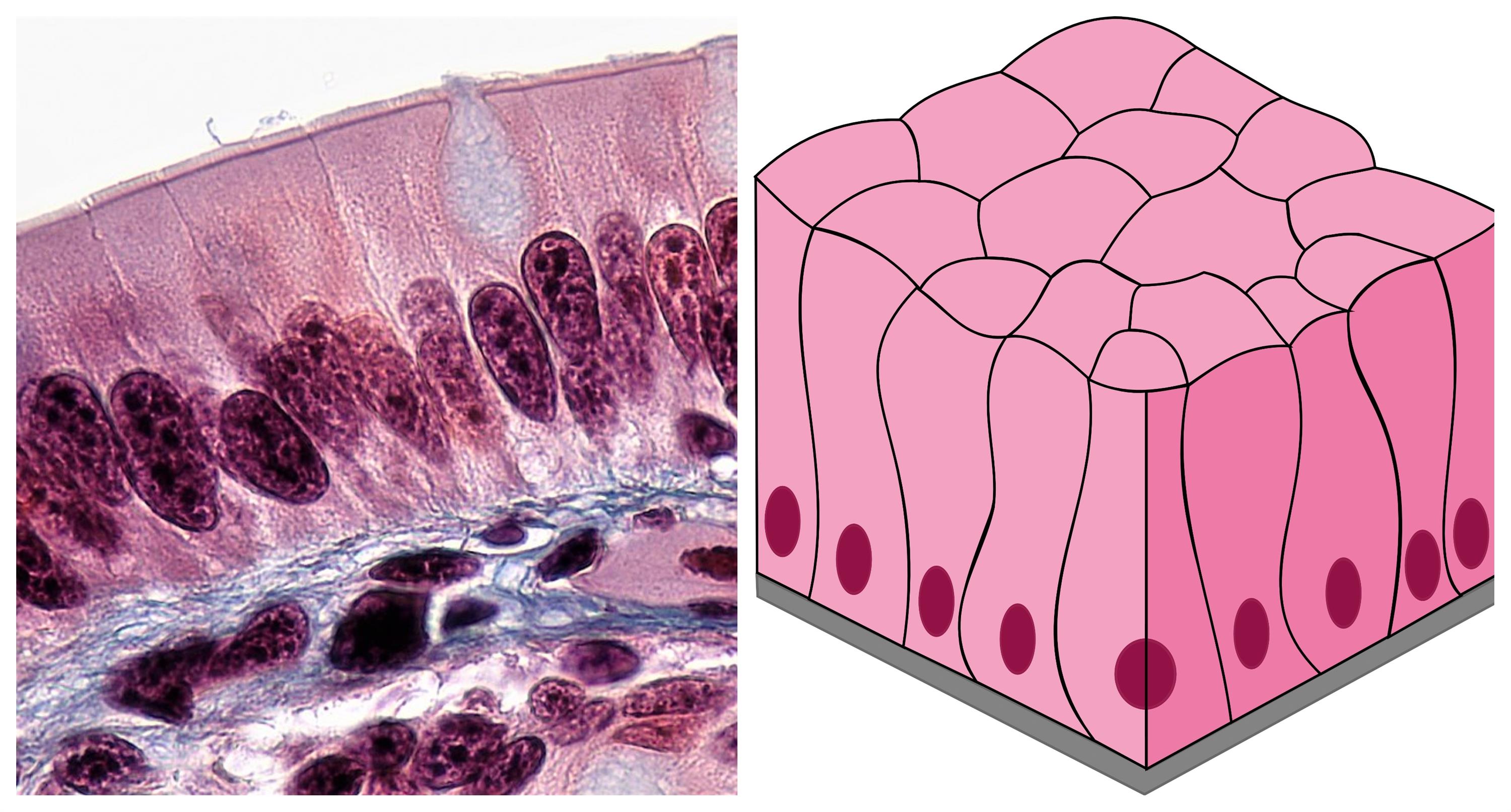 Simple And Compound Epithelium — Lesson Science State Board Class 9