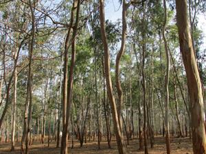eucalyptus-trees-239509_1280.jpg