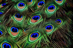 peacock-feathers-3013486_1280.jpg